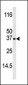 Phospho-Bik(T33) Antibody
